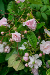 Luxurious background of many small pink bush roses. Lush thickets of roses in the garden.