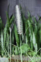 The flower of Pennisetum 'Laydy U' Rozplenica Japońska in the garden