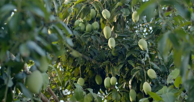 Green mangoes all over the tree.When mangoes are in season, there will be so many that you can't eat them all.Delicious green mango.