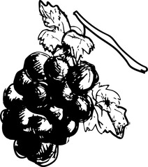vector illustration of a bunch of grapes