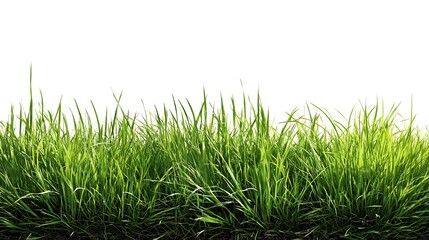 Fototapeta premium Fresh green grass overlay isolated for spring design visuals 