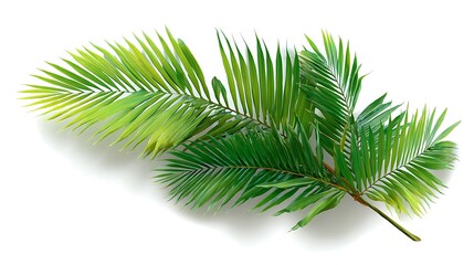 Naklejka premium Green palm leaf with shadow isolated for summer designs 