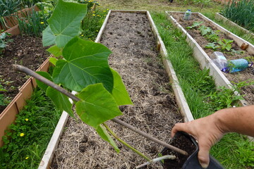 man holds young paulownia plant ready for planting in the garden