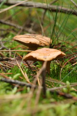 Autumn mushrooms look stunning among the fallen leaves.