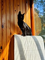 cat on the window