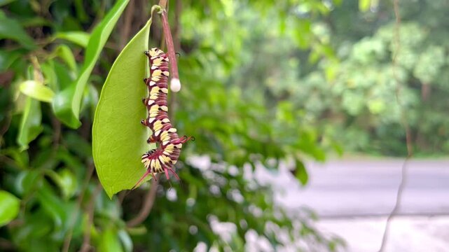 caterpillars that will become leafhoppers