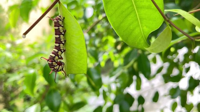 caterpillars that will become leafhoppers