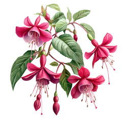 watercolor of Fuchsia Branch, vector, isolated on a white background.