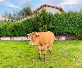 Portrait of a cow looking at you