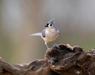 titmouse on wood perch