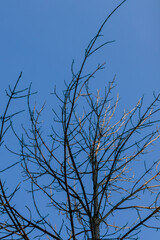 A close-up view of bare tree branches reaching towards a cloudless blue sky, highlighting the intricate patterns formed by the twigs and the serene background.
