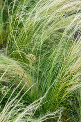 Close-up of vibrant green tall grasses gently swaying in the wind, creating a soft and calming natural scene. Captures the tranquil beauty of nature in motion.
