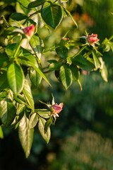  Pink rose buds emerge on a green plant with glossy leaves, illuminated by warm sunlight in a tranquil garden setting. Captures the natural beauty of budding roses in springtime.
