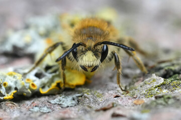 Closeup on a male Buff-tailed mining bee, Catsear mining bee, Andrena humilis
