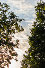  Sunlight beams through a dense canopy of green leaves, creating a serene scene. Fluffy white clouds in the blue sky provide a calm and tranquil backdrop.

