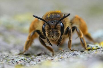 Closeup on a female Buff-tailed mining bee, Catsear mining bee, Andrena humilis