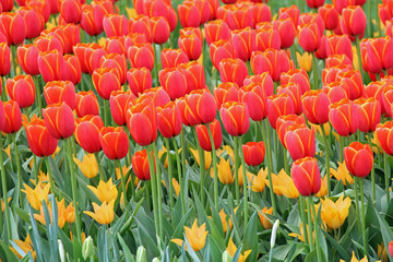 red and yellow tulips