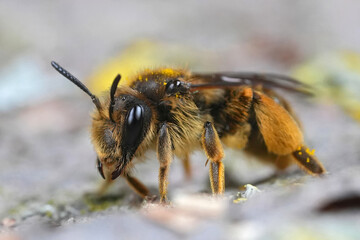 Closeup on a female Buff-tailed mining bee, Catsear mining bee, Andrena humilis