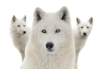 Arctic wolves isolated on white background