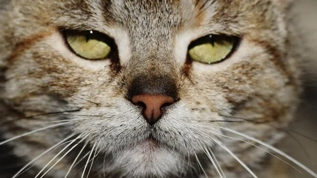 Portrait of a cute grumpy cat on a sunny day