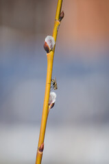 A fly on a willow tree © Светлана Калинина