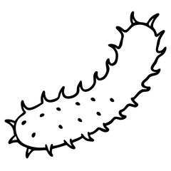 Sea Cucumber vector line art on white baclground