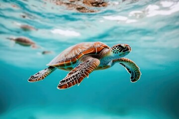 Fototapeta premium Sea turtle swimming in turquoise water with other turtles in background