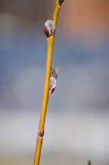 A fly on a willow tree © Светлана Калинина