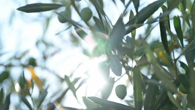 Olive fruit on tree branch in organic agricultural orchard, 4K