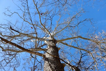 A view of the tall bare tree in the forest.