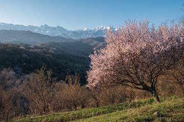 Spring landscape with a flowering apricot tree in the garden against the backdrop of snowy mountains in Almaty, Kazakhstan.