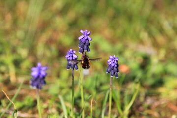 Blue Muscari flowers in a meadow in spring on a blurred background
