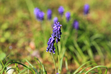 Blue Muscari flowers in a meadow in spring on a blurred background
