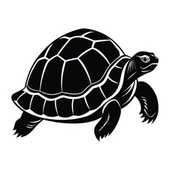 turtle vector illustration