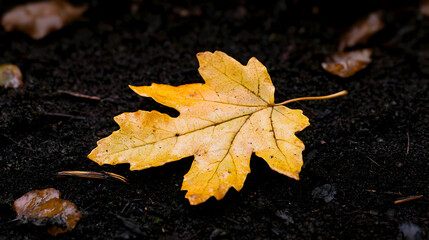 Yellow Autumn Leaf On Dark Soil