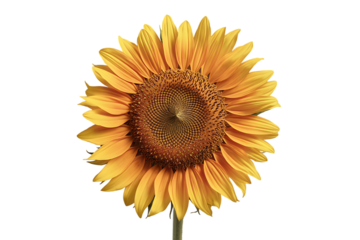 A Vibrant, Sunlit Sunflower in Full Bloom isolated on transparent background , cutout