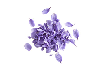 A Delicate Cluster of Lavender Flower Petals in Motion isolated on transparent background , cutout