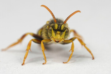 Closeup on a yellow-banded male Lathburys nomad bee , Nomada lathburiana on white background