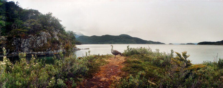 Male Upland goose or Magellan goose in Tierra del Fuego National Park, Ushuaia, Tierra del Fuego Province, Patagonia, Argentina.