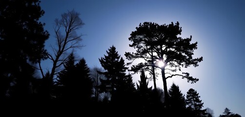 Dark silhouettes of deciduous and coniferous trees against a bright sky, trees, rural