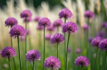 Fototapeta premium Close-up view of Allium sphaerocephalon, also known as round-headed leek, purple flowers. Flowers in full bloom at sunlight. Green background, meadow, garden. Plants, botany, summer, floral concepts.