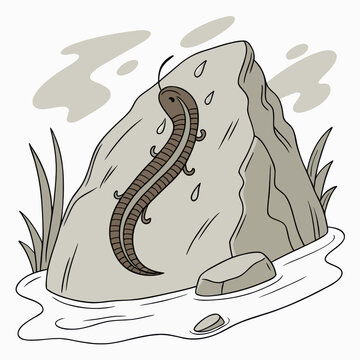 brown centipede climbing gray rock clip art preview