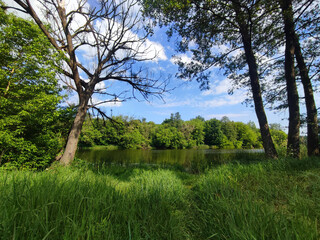Trees with green leaves, bushes with green leaves and green grass on the river bank and blue sky with white clouds on a sunny spring day. Nature. Natural background