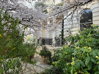 Cherry blossoms frame the entrance of a townhouse in Notting Hill, London, England, UK. Wrought...