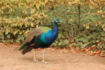 Beautiful autumn peacocks in green foliage