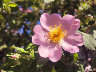 Obraz premium Pink rosehip flower on bush on sunny summer day. Blooming rosehip. Pink petals with many yellow stamens of blooming flower rosehip on a bush branch with green leaves. Natural sunlight. Nature natural