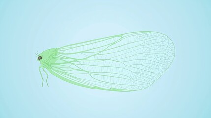 Light Green Insect with Transparent Wings
