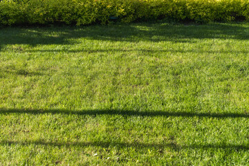 Well-maintained green lawn with shadow lines and decorative shrubs in the background. Perfect for commercial use in landscaping, gardening, real estate, and home improvement advertising.
