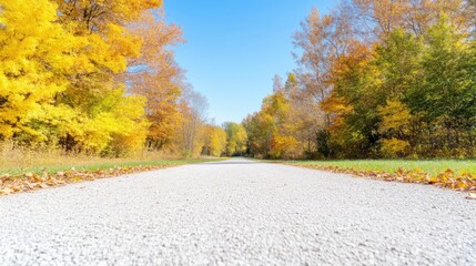 Obraz premium Autumn Pathway Through Colorful Woods. A paved path winds through a vibrant autumn forest, showcasing a mix of brilliant yellow and orange leaves against a clear blue sky. Crisp,