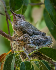 Nestled Futures: Anna’s Hummingbird Siblings